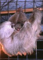 Hoffman's two-toed sloth at Ueno zoo gives birth